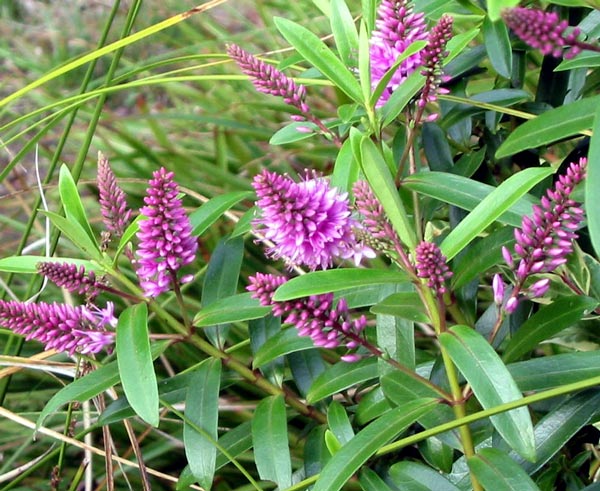  Delicate pinkish lilac flowers. 