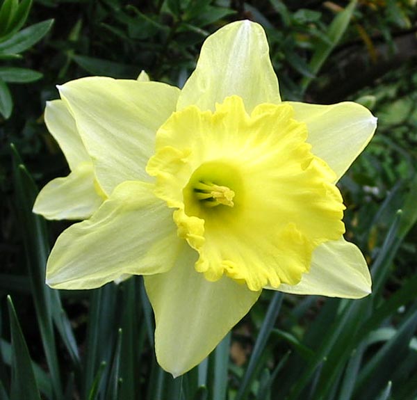  One of my beautiful lemon yellow spring daffodils. 