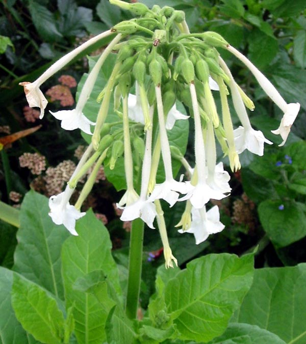  Large white Nicotiana. 