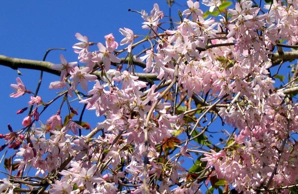  From the tree in the driveway border. 