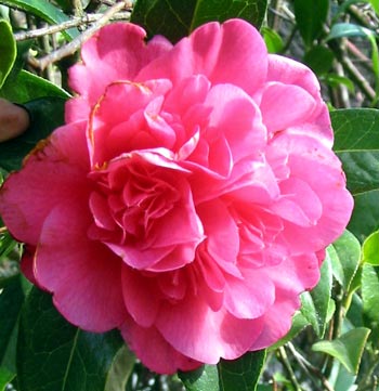  This Camellia is near the house, by the car lay-by. 