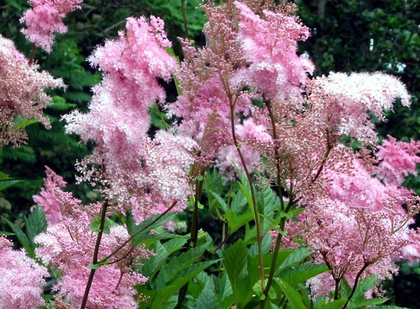  I look forward to these big pink flowers every January. 