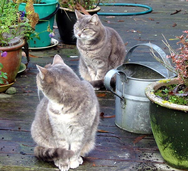  Jerome in front, Stumpy behind. 