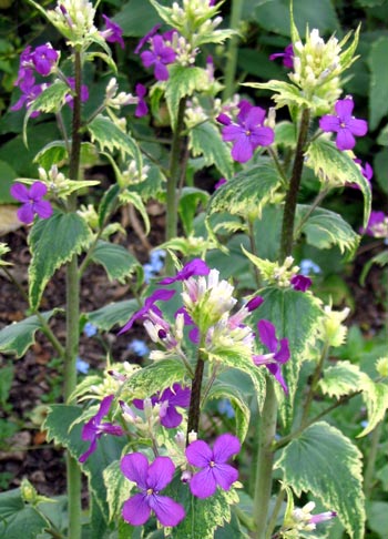  One of my favourite spring flowering plants - definitely not a weed! 