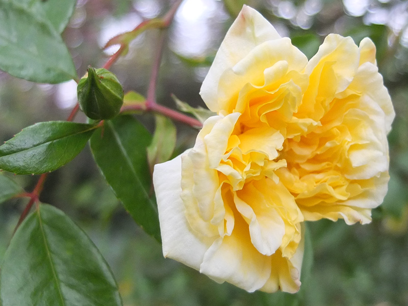 Yellow Rose Images