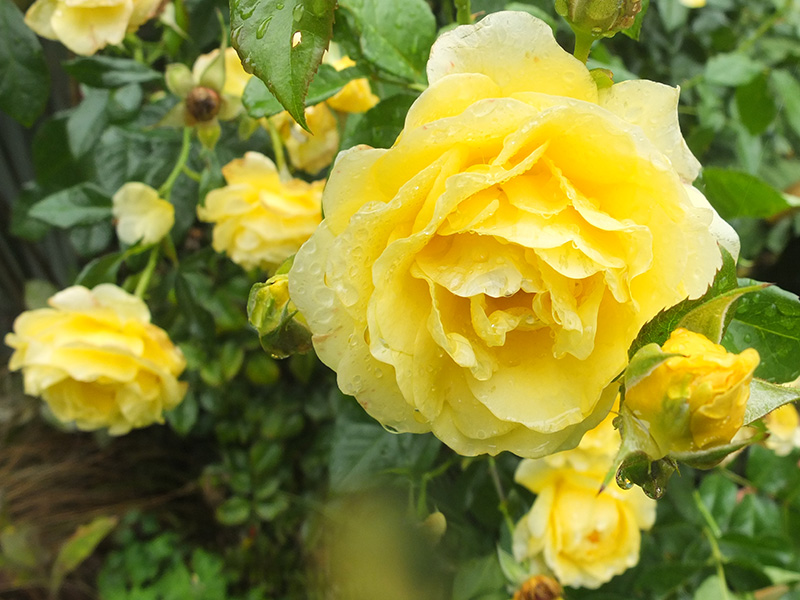 Ivey Hall Rose (Golden Smiles)