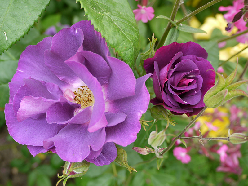 Rhapsody in Blue Rose