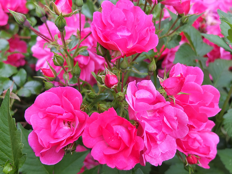 Pink Roses