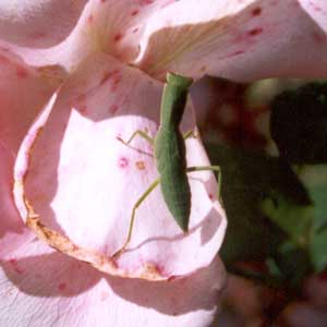 Bantry Bay gets dark blotches on its petals after rain. Bantry Bay gets dark blotches on its petals after rain.