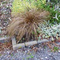  I like using the New Zealand native carexes in plantings. 