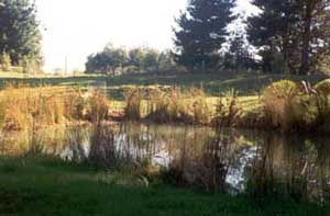  This photo was taken before the pond paddock was developed. 