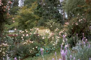  You can see all the pink and white roses that seem to annoy me. There's a Sea Spray, Abraham Darbys, Clair Matin, and others I don't remember. 