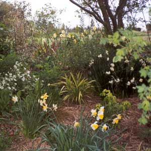 A pretty picture of daffodils and white honesty. A pretty picture of daffodils and white honesty.