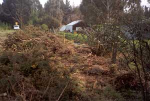 Handling gorse is very hard on your hands. Handling gorse is very hard on your hands.