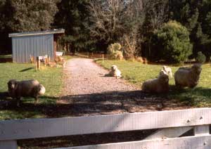 You can see some of the new lambs in the background. You can see some of the new lambs in the background.
