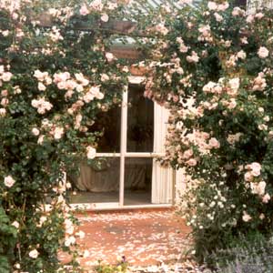 The roses here are two New Dawns. The roses here are two New Dawns.