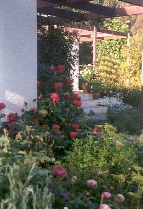 There are actually two Othello bushes in this border. There are actually two Othello bushes in this border.