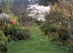 Spring blossom seen through the new grass path. Spring blossom seen through the new grass path.