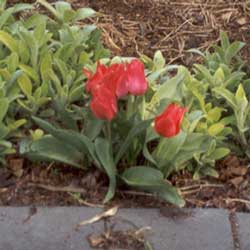  These are species tulips and look great with the Stachys Limelight. 