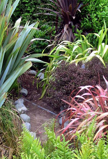  Flax, Cordyline and Myrtle. 