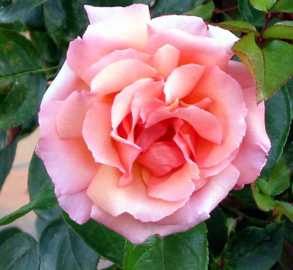  The Autumn blooms of this rose are the deepest shades of peachy-pink. 