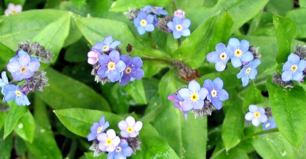 Beautiful blues. Beautiful blues