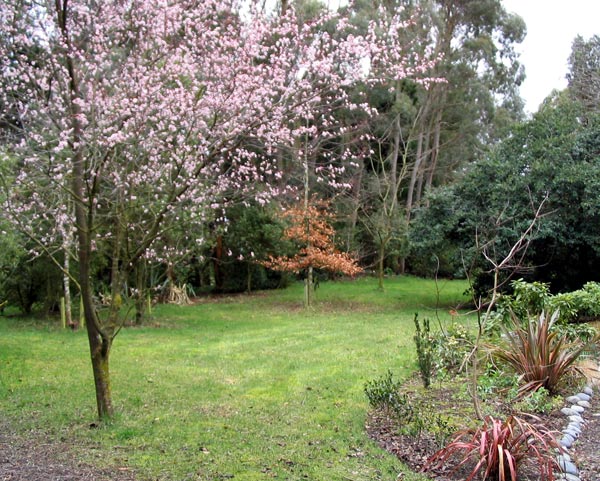  The Prunus tree in the driveway lawn. 