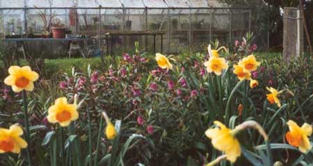  The hebe hedge flowers in Spring. 