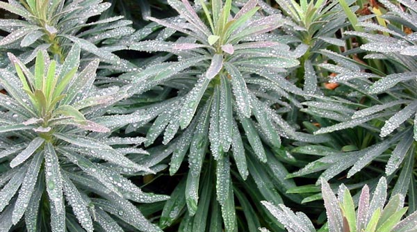 Some plants, like this Euphorbia, hold raindrops beautifully. 