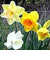  Daffodils 