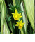  Daffodils 