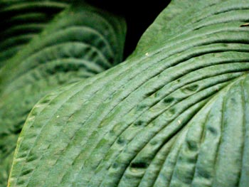 hosta leaf closeup