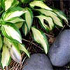 Garden Articles 2002