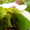 Gardening Articles 2004