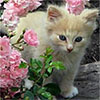 Gardening Articles 2006