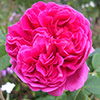 Deep Pink Rose Images - 2