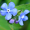 Therapeutic effects of Alkanet?
