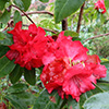 Red Rhododendron Cornubia