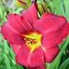 Raspberry Daylily