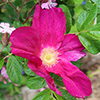 Rugspin Rugosa Rose