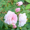 Blush Noisette Rose