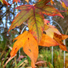 Liquidambar Tree
