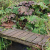 Trim the Gunnera...