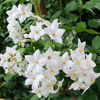 Solanum laxum