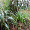 Middle Garden Images
