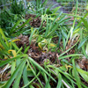 More free plants...