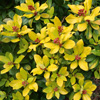 Wattle Woods Shrubs