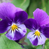 Speedy spring!