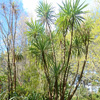 Green Cordyline