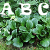 My Alphabet of Plants